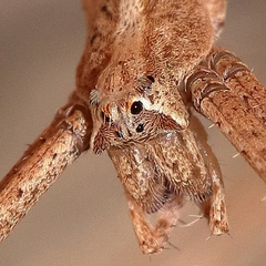 Menneus superciliosus