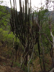 Stenocereus montanus