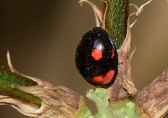 Cheilomenes sexmaculata