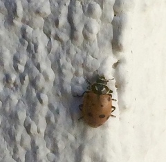 Hippodamia convergens