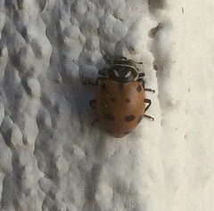 Hippodamia convergens