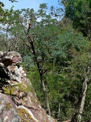 Blay's Wattle (Acacia blayana)