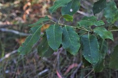 Schizomeria ovata