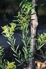 Acacia barringtonensis