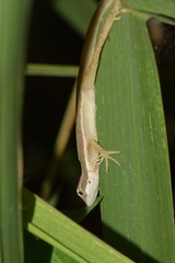Anolis bitectus