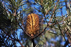 Banksia neoanglica