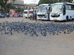 Columba livia domestica