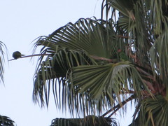 Psittacara mitratus