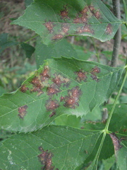 Mycosphaerella fraxinicola