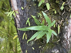 Pyrrosia polydactylos