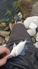 Morone mississippiensis