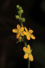 Agrimonia striata