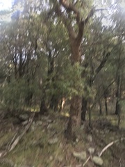Arbutus arizonica