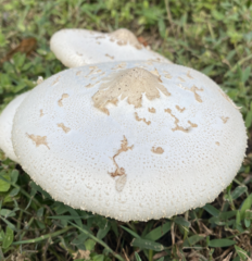 Chlorophyllum molybdites image