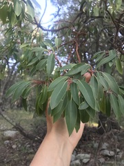 Arbutus arizonica
