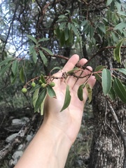 Arbutus arizonica