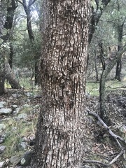 Arbutus arizonica