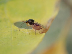 Synergini