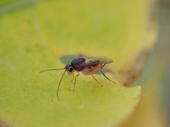 Synergini