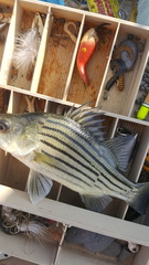 Morone mississippiensis