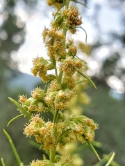 Artemisia carruthii wrightii