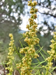 Artemisia carruthii wrightii