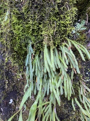 Pyrrosia linearifolia