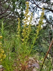 Artemisia carruthii wrightii