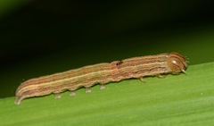 Lepidoptera