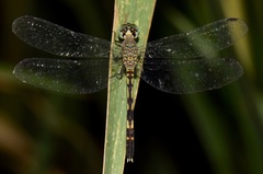 Libellulidae