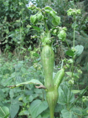 Neolasioptera allioniae