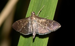 Pilocrocis