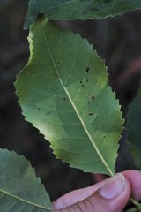 Schizomeria ovata