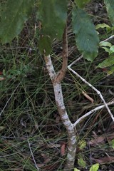 Schizomeria ovata