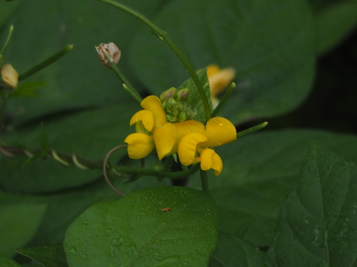 Image of Vigna reflexopilosa by no rights reserved