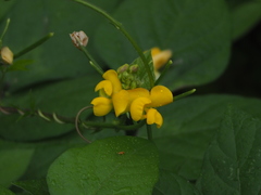 Vigna reflexopilosa