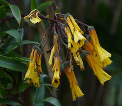 Bomarea lutea
