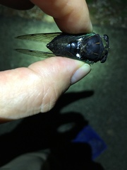 Neotibicen tibicen tibicen