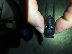 Neotibicen tibicen tibicen