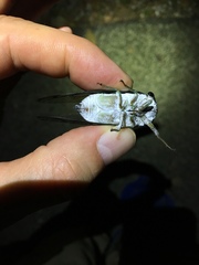 Neotibicen tibicen tibicen