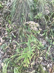 Stevia serrata