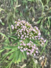 Stevia serrata