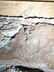 Phyllodactylus nocticolus