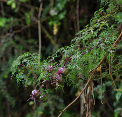 Centropogon dissectus