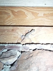 Phyllodactylus nocticolus