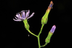 Lactuca floridana