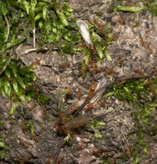 Solenopsis molesta