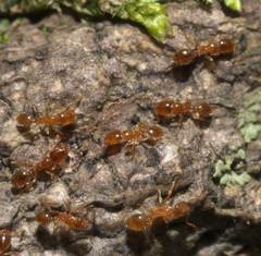 Solenopsis molesta