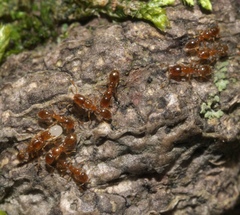 Solenopsis molesta
