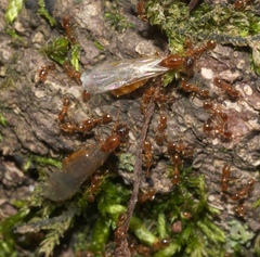 Solenopsis molesta